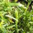 ESTRAGON Artemisia dracunculus