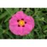 Cistus purpureus