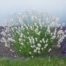 LAVANDULA angustifolia 'Alba'