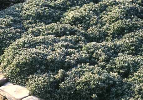 Tanacetum densun subsp. amanii