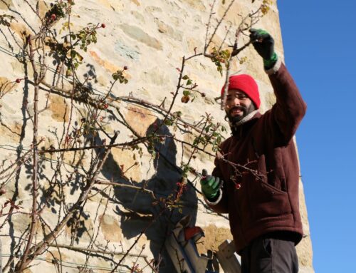 Les conseils jardin du mois – Février / Mars 2025