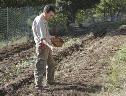 Les conseils jardin du mois – Août / Septembre 2024