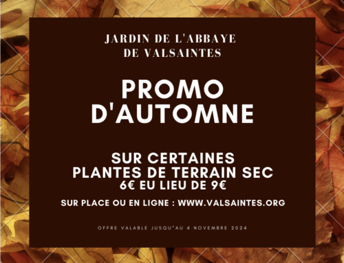 Promo d’automne : plantes de terrain sec