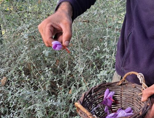 Les jardiniers au fil des saisons – Novembre 2024