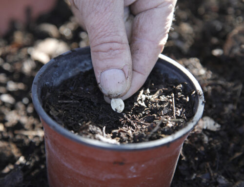 Les conseils jardin du mois – Janvier / février 2025